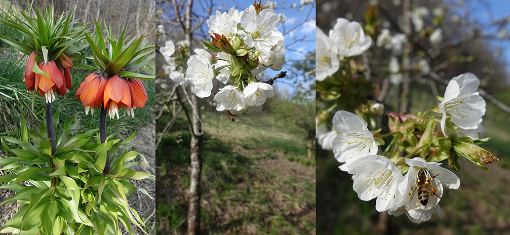 À gauche, les fritillaires et à droite, le cerisier en fleurs